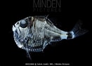 Image result for Silver Hatchetfish. Size: 131 x 94. Source: www.mindenpictures.com