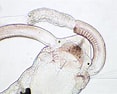 Image result for Magelona filiformis. Size: 117 x 94. Source: www.aphotomarine.com