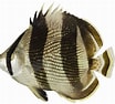 Afbeeldingsresultaten voor Chaetodon striatus Dieet. Grootte: 104 x 94. Bron: www.researchgate.net