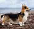 Image result for welsh corgi pembroke