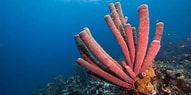 Image result for Sponges Invertebrates. Size: 191 x 95. Source: a-z-animals.com