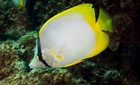 Image result for Chaetodon ocellatus Rijk. Size: 155 x 95. Source: scuba.spanglers.com