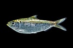 "sardinella Aurita" എന്നതിനുള്ള ഇമേജ് ഫലം. വലിപ്പം: 145 x 95. ഉറവിടം: ncfishes.com