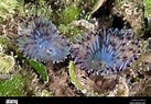 Image result for "sabella Pavonina". Size: 137 x 95. Source: www.alamy.com