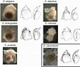Image result for Diacavolinia longirostris. Size: 112 x 95. Source: www.researchgate.net