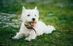 West Highland White Terrier ਲਈ ਪ੍ਰਤੀਬਿੰਬ ਨਤੀਜਾ. ਆਕਾਰ: 149 x 95. ਸਰੋਤ: www.petzlover.com