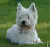 West Highland White Terrier ਲਈ ਪ੍ਰਤੀਬਿੰਬ ਨਤੀਜਾ. ਆਕਾਰ: 102 x 95. ਸਰੋਤ: dogs.pedigreeonline.com