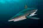 Image result for Black Pit Shark. Size: 145 x 95. Source: ultimatetopics.com