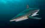 Image result for Black Pit Shark. Size: 150 x 95. Source: ultimatetopics.com