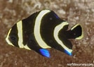 Afbeeldingsresultaten voor "pomacanthus Paru". Grootte: 134 x 95. Bron: reeflifesurvey.com