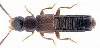 Image result for "brada Inhabilis". Size: 196 x 95. Source: www.kaefer-der-welt.de