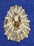 Image result for Acmaeidae. Size: 70 x 95. Source: www.pinterest.com