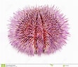 Image result for "lucilla Echinus". Size: 111 x 95. Source: www.dreamstime.com