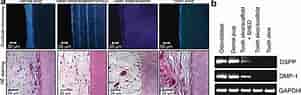 cell lines in Dental pulp-এর ছবি ফলাফল. আকার: 301 x 95. সূত্র: pocketdentistry.com