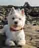 West Highland White Terrier ਲਈ ਪ੍ਰਤੀਬਿੰਬ ਨਤੀਜਾ. ਆਕਾਰ: 78 x 95. ਸਰੋਤ: dogbreeds.wiki