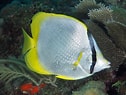 Image result for "chaetodon Ocellatus". Size: 126 x 95. Source: reefguide.org