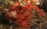 Image result for "phorbas Fictitius". Size: 155 x 95. Source: www.european-marine-life.org