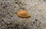Image result for "onchidoris Pusilla". Size: 151 x 95. Source: www.sydneydives.com