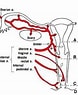 Image result for Vaginal Artery. Size: 78 x 95. Source: www.pinterest.com