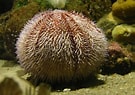 Image result for "lucilla Echinus". Size: 135 x 95. Source: eol.org