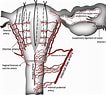 Image result for Vaginal Artery. Size: 106 x 95. Source: www.ejog.org