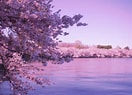 Afbeeldingsresultaten voor Cherry Blossom. Grootte: 132 x 95. Bron: getwallpapers.com
