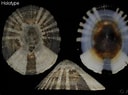 Image result for Acmaeidae. Size: 128 x 95. Source: www.conchology.be