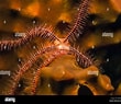 Image result for "ophiura Ophiura". Size: 110 x 95. Source: www.alamy.com