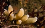 Image result for "lucilla Echinus". Size: 150 x 95. Source: scuba.spanglers.com
