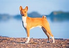 Image result for Basenji Hund. Size: 135 x 95. Source: bowwowinsurance.com.au