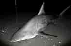 Image result for Black Pit Shark. Size: 147 x 95. Source: oceanepics.com