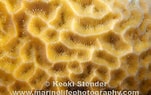 Afbeeldingsresultaten voor Gardineroseris planulata. Grootte: 151 x 95. Bron: www.marinelifephotography.com