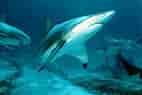 Image result for Black Pit Shark. Size: 142 x 95. Source: beauty-animal.blogspot.com