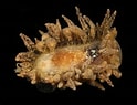 Image result for "janolus Hyalinus". Size: 124 x 95. Source: www.aphotomarine.com
