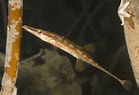 Afbeeldingsresultaten voor "spinachia Spinachia". Grootte: 139 x 95. Bron: www.seawater.no