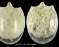 Image result for "cavolinia gibbosa Gibbosa". Size: 120 x 95. Source: gastropods.com