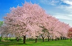 Afbeeldingsresultaten voor Cherry Blossom. Grootte: 149 x 95. Bron: www.farmersalmanac.com