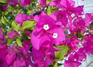 Image result for "bougainvillea Frondosa". Size: 131 x 95. Source: www.atozflowers.com