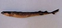 Afbeeldingsresultaten voor "isistius Plutodus". Grootte: 210 x 89. Bron: www.fishbase.se