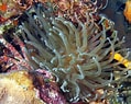 Image result for Condylactis gigantea Reproductie. Size: 119 x 95. Source: reefguide.org