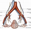 Image result for Vaginal Artery. Size: 102 x 95. Source: journals.sagepub.com