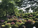 Image result for 文京つつじまつり - 文京区