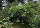 Image result for Paradorippe Cathayana Rijk. Size: 137 x 96. Source: www.treesandshrubsonline.org