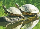 Afbeeldingsresultaten voor Indische Dakschildpad. Grootte: 132 x 96. Bron: www.hindustantimes.com