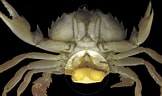 Image result for Sacculina gerbei. Size: 162 x 96. Source: www.nhm.ac.uk