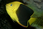 Image result for "holacanthus Tricolor". Size: 143 x 96. Source: www.flickr.com