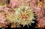 Image result for Urticina anemone. Size: 150 x 96. Source: www.alamy.com