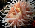 Afbeeldingsresultaten voor Anemone Animal. Grootte: 120 x 96. Bron: www.flickr.com