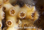 Image result for "oculina Diffusa". Size: 142 x 96. Source: www.marinelifephotography.com