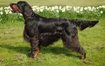 Bilderesultat for Gordon Setter. Størrelse: 152 x 96. Kilde: www.101dogbreeds.com